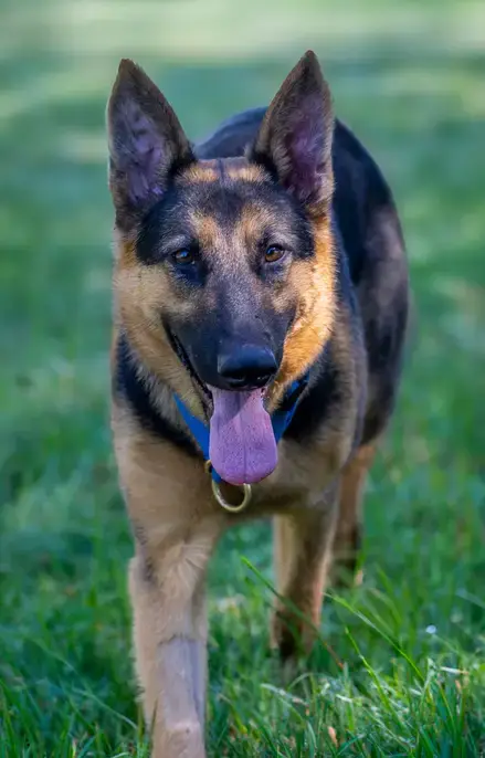 Ziva photo 2
