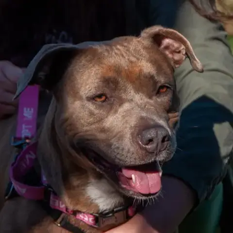 Maple photo 3
