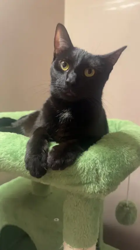 Melody Cats photo 3