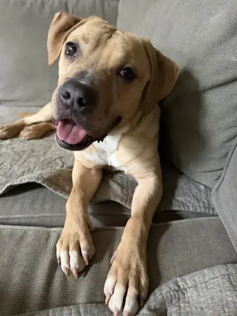 Lovebug