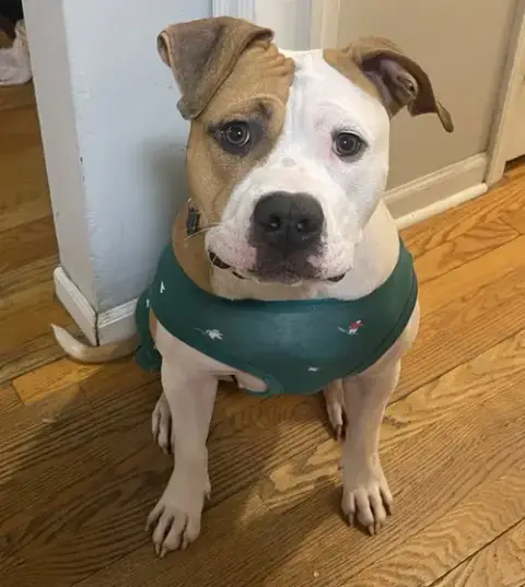 Lulu