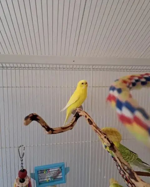 Teegan & Mango photo 2