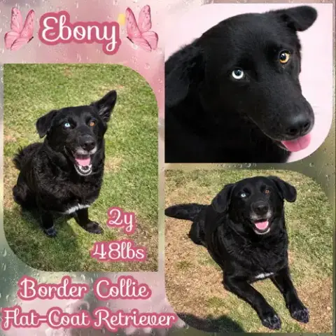 Ebony