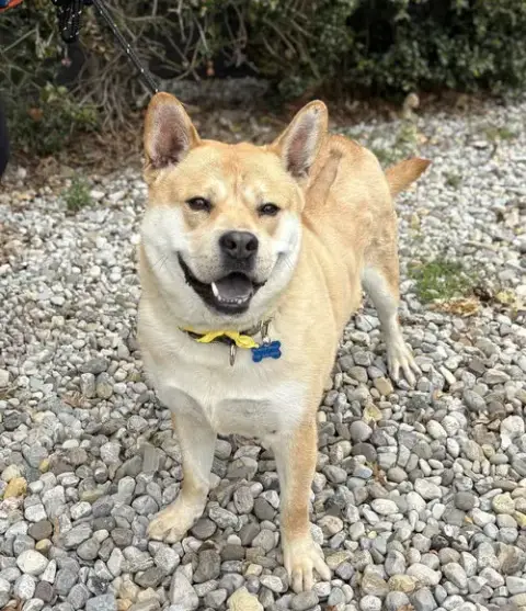 Milo photo 3