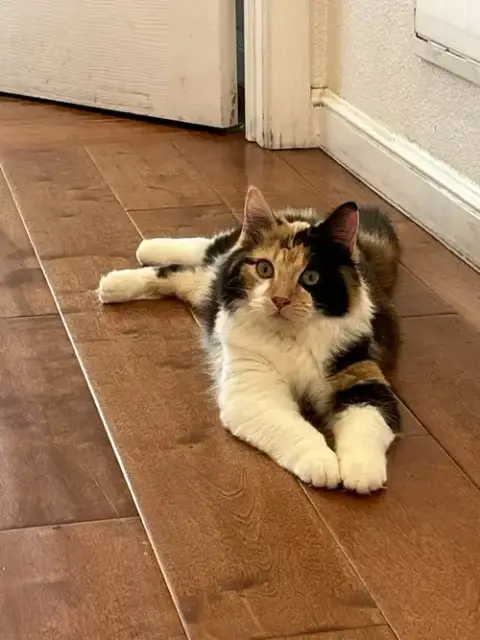 Missy Meow Meow photo 2