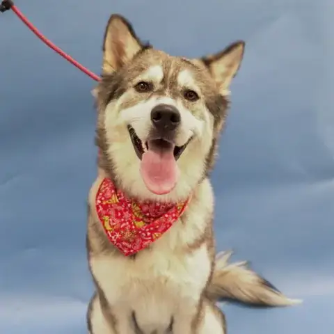 Charlie Rocket