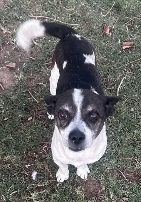 Milo