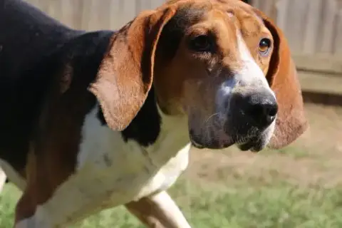 Rocko photo 5