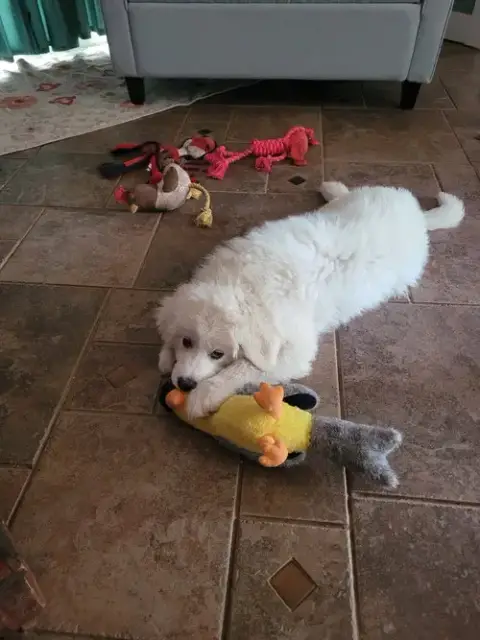Lamb Chop photo 3