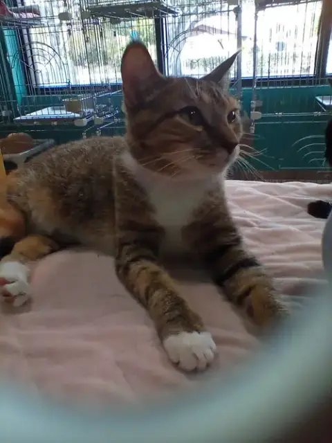 China Cat photo 3