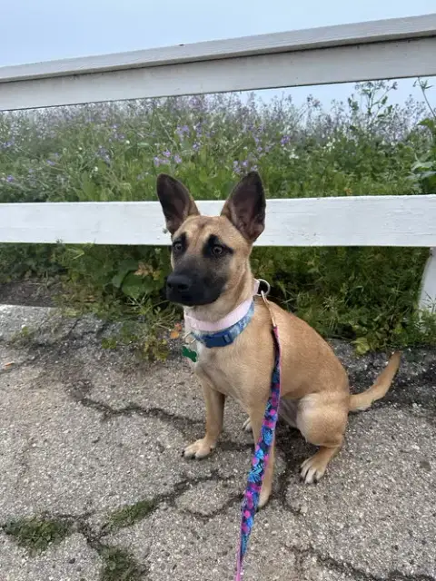 Missy photo 2