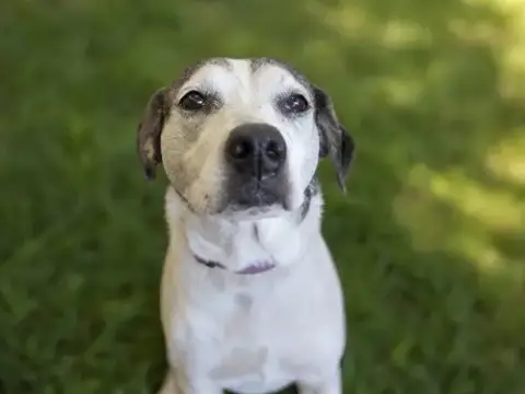 Sadie