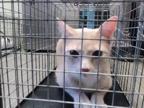 Simba