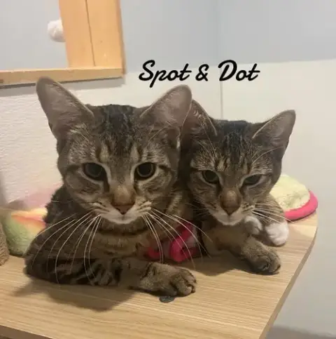 Spot & Dot photo 4