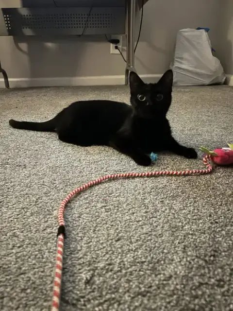 Khaleesi photo 2
