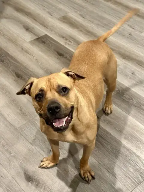 Kona