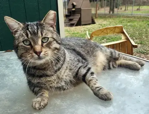 Stub Tail photo 3