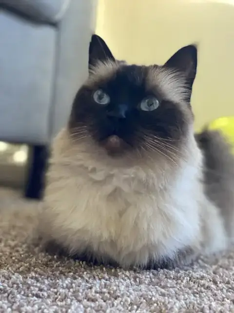 Mikko