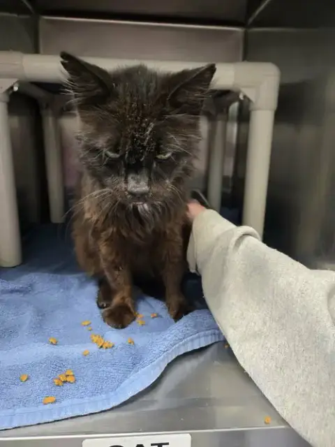 Doctor Fontaine: Not At The Shelter photo 5