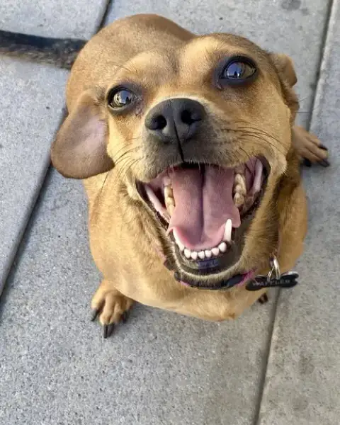 Peanut photo 4