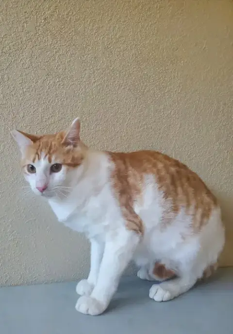 Sugar 2