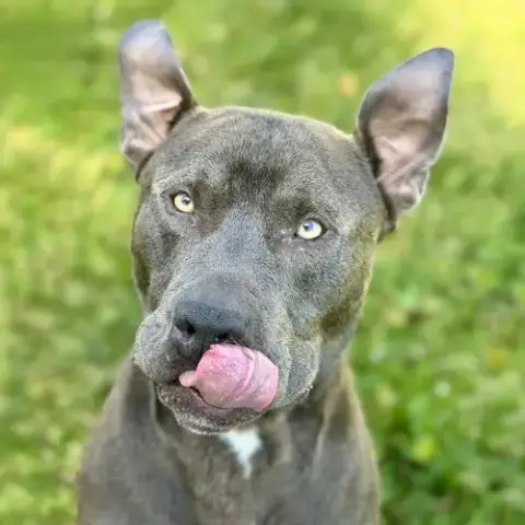 Koa photo 3