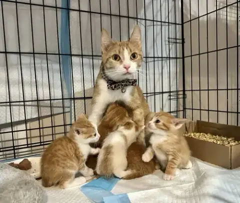 Orange Kitties photo 3