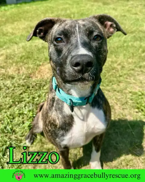 Lizzo photo 3