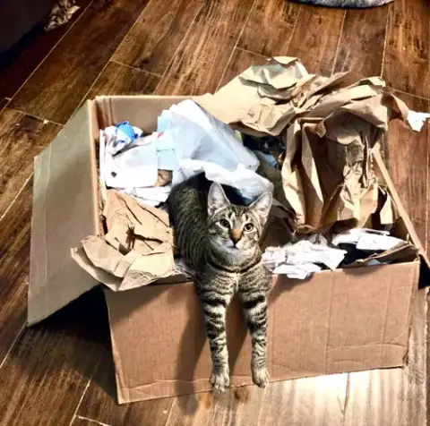 Mr. Meowster