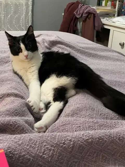 Catori photo 5