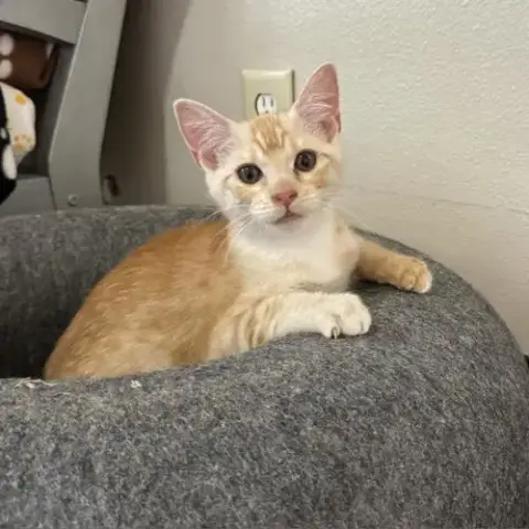 Zaxby photo 2