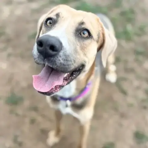 Elsa