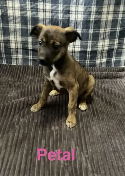 Petal