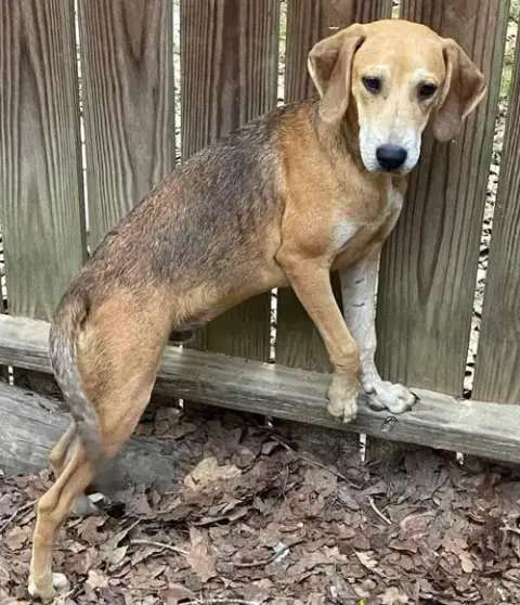 Kiko