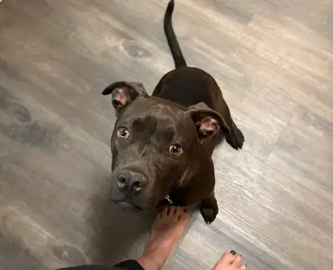 Annie Aka Mocha