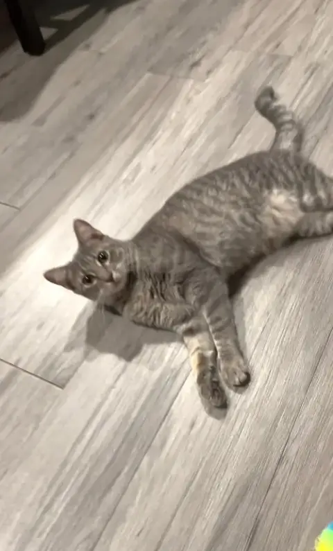 Whiskers