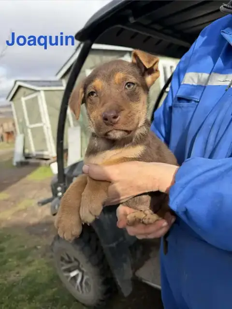 Joaquin photo 3