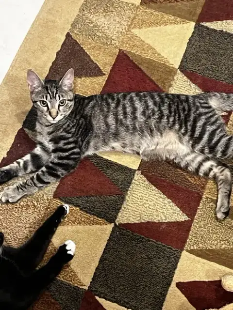 Courtesy Post: 4 Kittens
