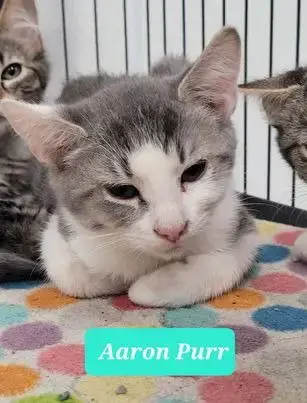 Aaron Purr photo 4
