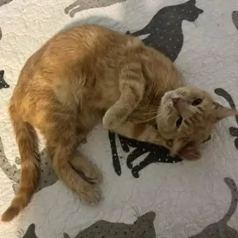 Nicolas: Not At Shelter
