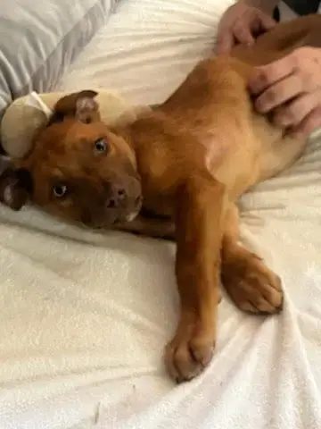 Penny'S Puppies Males