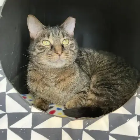 Fibonacci