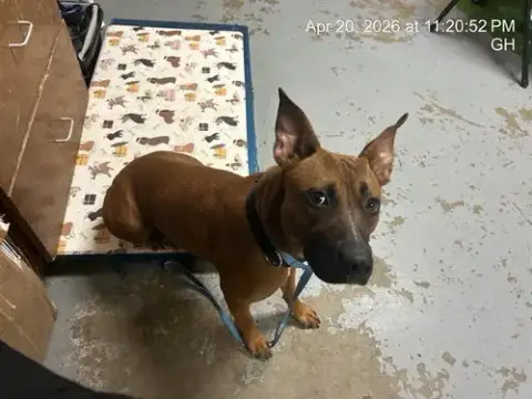 Bailey Girl