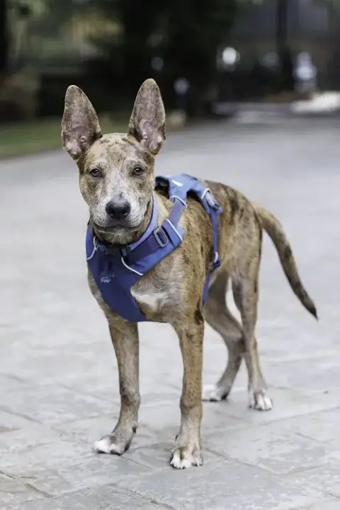 Saint- Diamond Dog photo 2