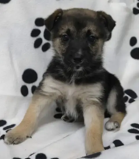 Lilly photo 4