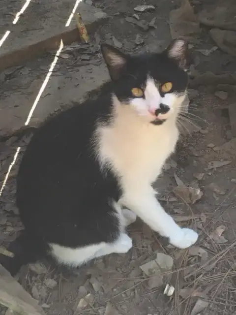 Expert Mouser photo 2