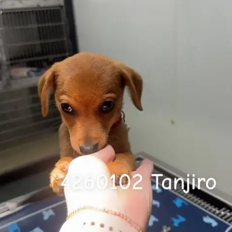 Tanjiro