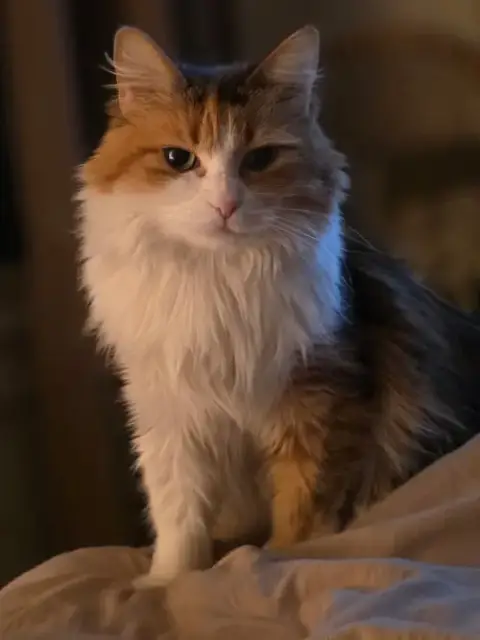Ginger photo 3