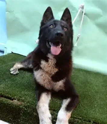 Keemo