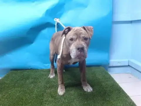 Cooper